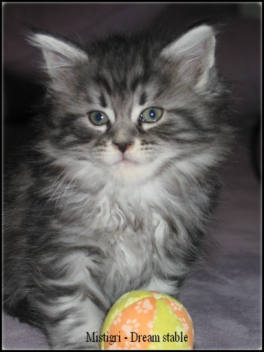 Mistigrie - Femelle - Main Coon Vic20b10