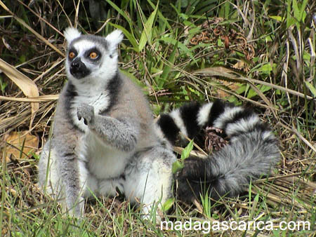 PHOTOS DE SINGES et DE LEMURIENS Lemuri10