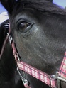 Pets and Animals. Miaow! Shine110