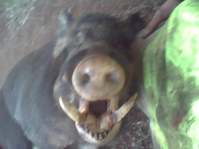 My first boar of 2oo9 Hwn_0013