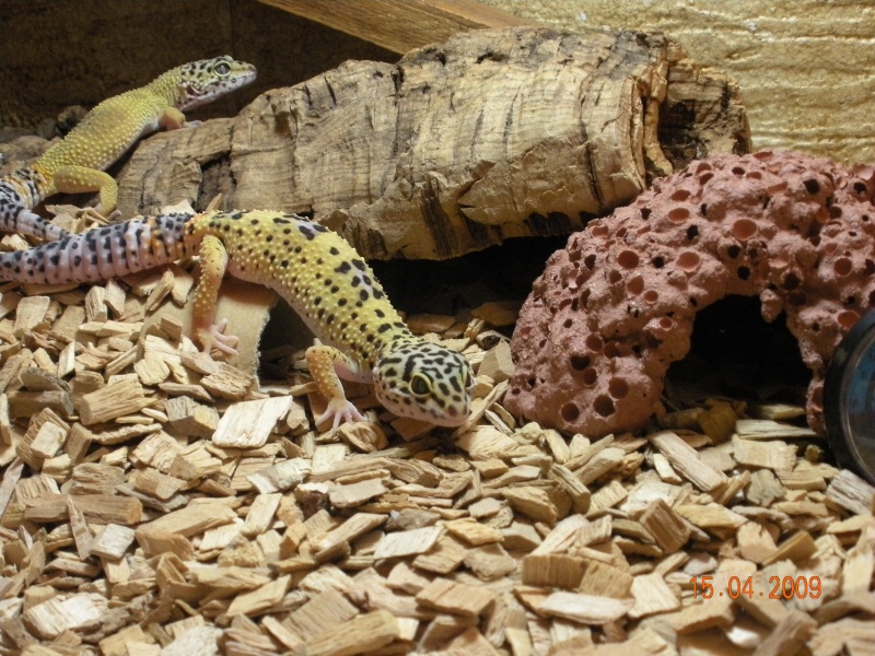 ^hotos de mes deux geckos (Eublepharis macularius) Photo_19