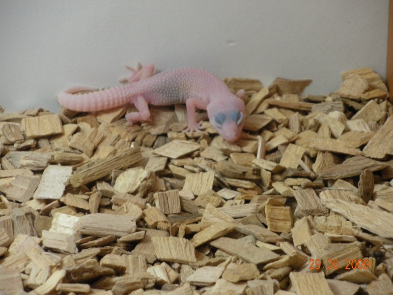 nouveau gecko Photo_26