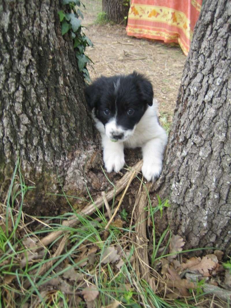 Une photo de Votre chien bebe ? =D Photo_17