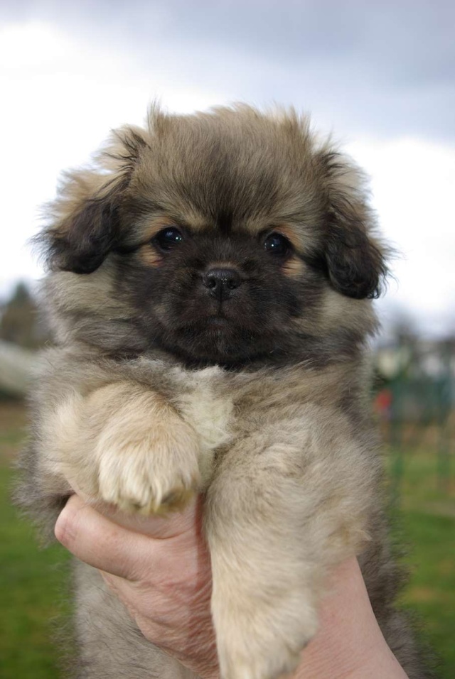 Chiots Lof Epagneul Du Tibet Des Larmes Dadyesas Bozo Et