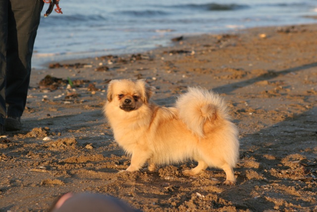 Les bébés tibbies sont nés !!! Plagec20