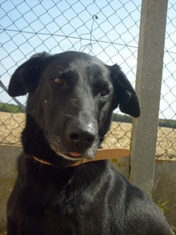 A adopter  ABEILLE - 4ans -  (78) Imf_co11