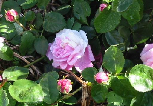 Any Southern Roses Blooming Yet.. 16th_o10