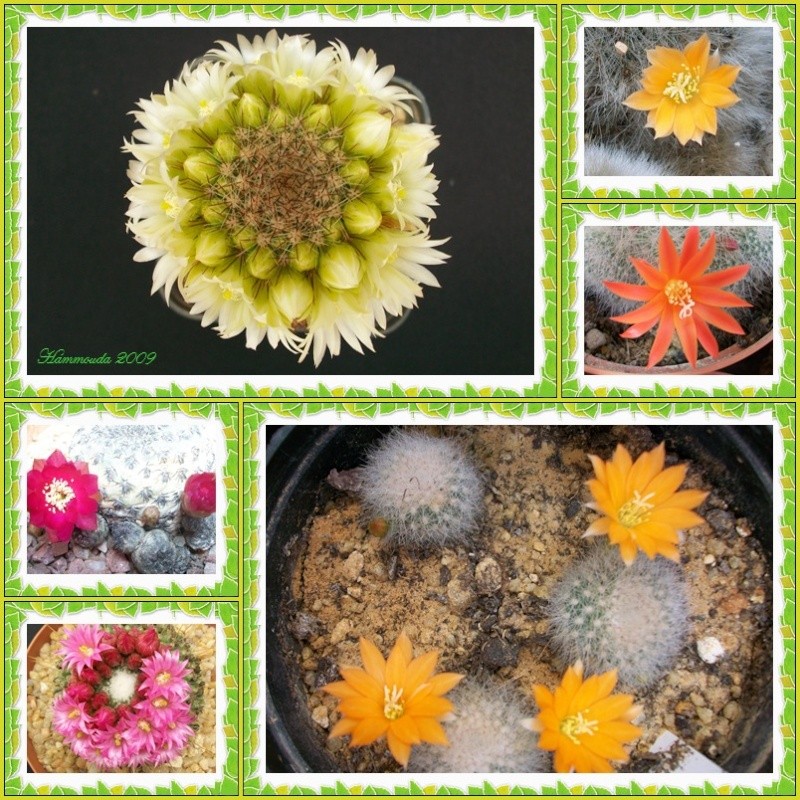 Floraisons diverses Cactus10