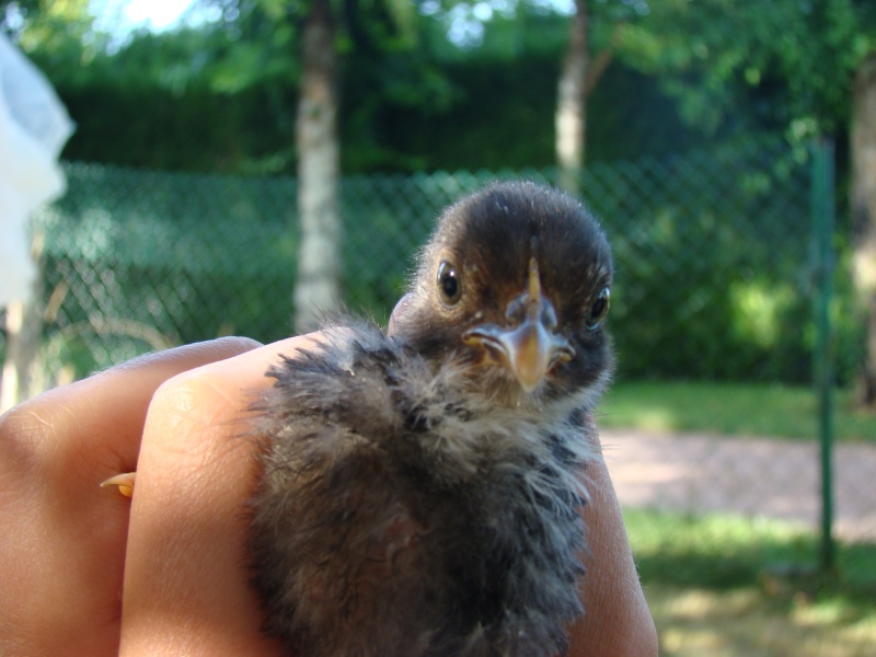 petit poussins...poule ou coq Photo231