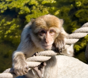 Un singe équipé d'un bras artificiel se nourrit grâce à la pensée Singe_10