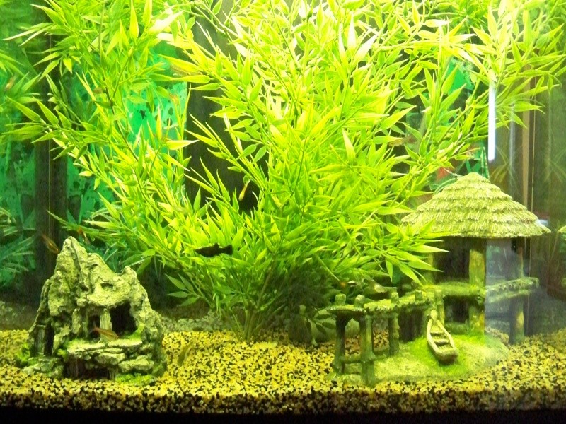 Mon aquarium 100_0311