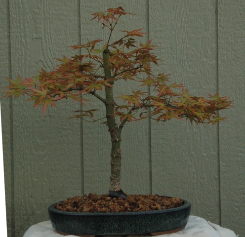 Some Acer palmatum spring color A_palm13