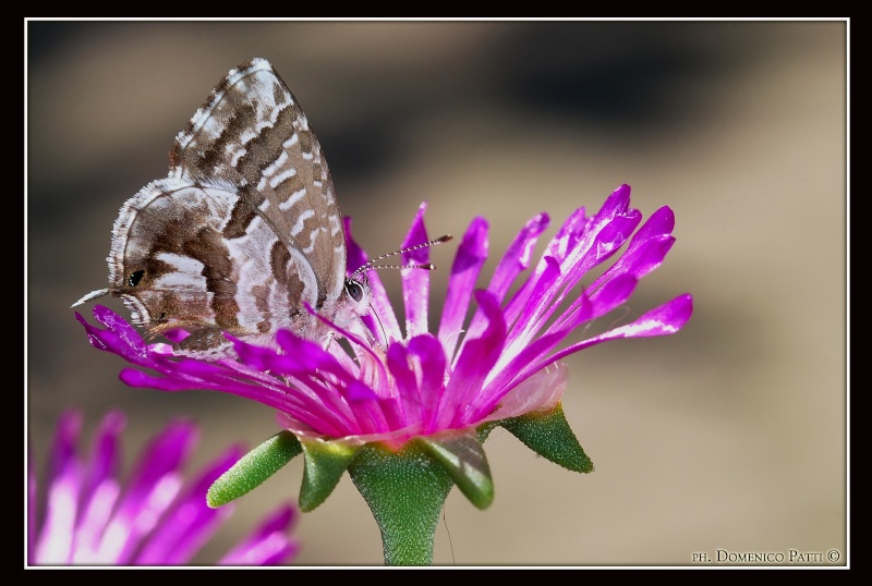 Farfalla Dsc_2110