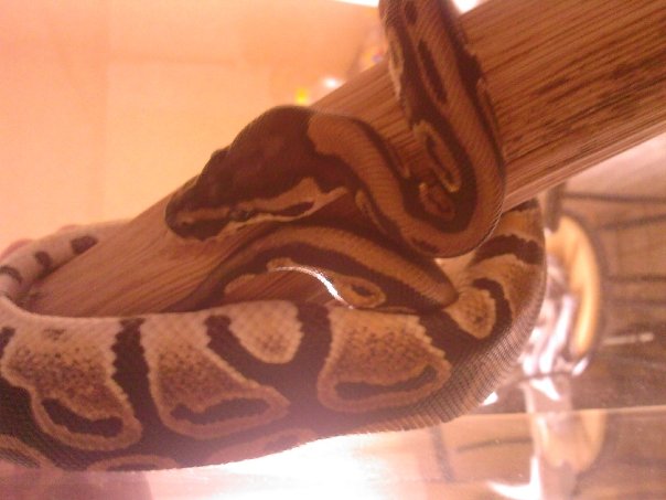 Mon python regius . Sandy11