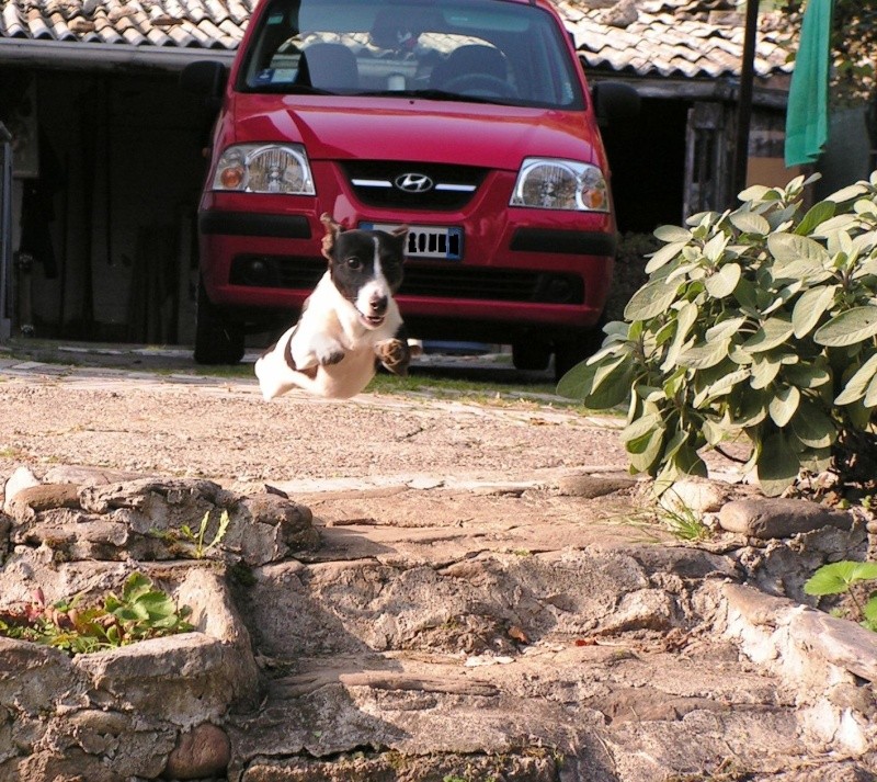 Tika - il cane volante Pict0028