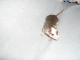 4 rats à donner à bruxelles: urgent! Husky_10