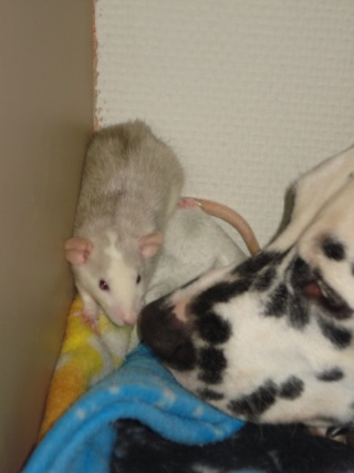 14 bébés rats a adopter. Texas_10