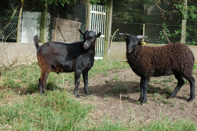 Biquettes et moutons ? ! Dsc_0112