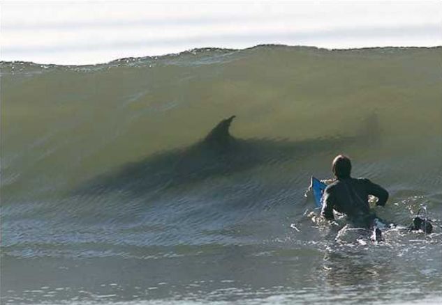 Le surf moi , heu NON ça va ! Surf-r10