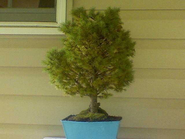 need id for this tree and other info... Bonsai10