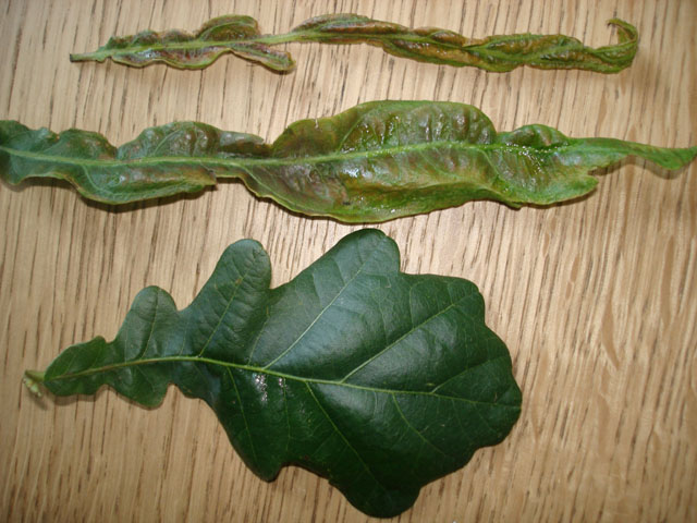 Deformed leafs on the Oak Dsc03714