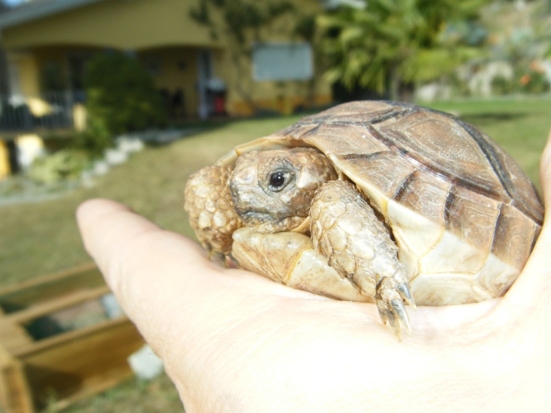 On m'a donné 2 Marocaines j'ai besoin de conseils Tortue15