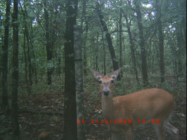 Deer Pictures from my cam I just put out. 2009_j10