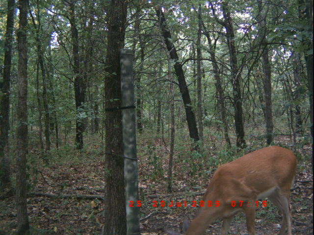 Deer Pictures from my cam I just put out. 2009_j11
