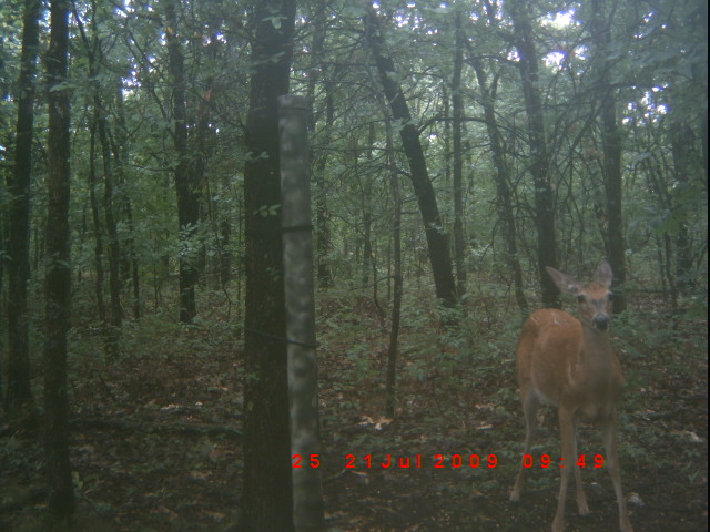 Deer Pictures from my cam I just put out. 2009_j13