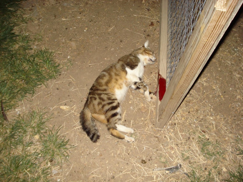 Can a bobcat cross breed? Cat_bo10