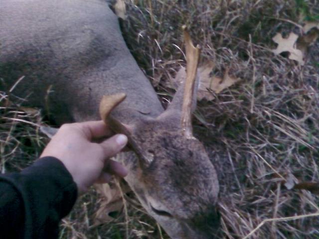 Little 7 point Kevin_11