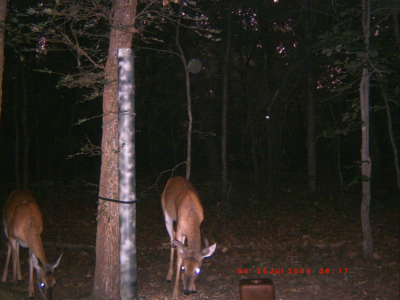 deer pics.. New_2010