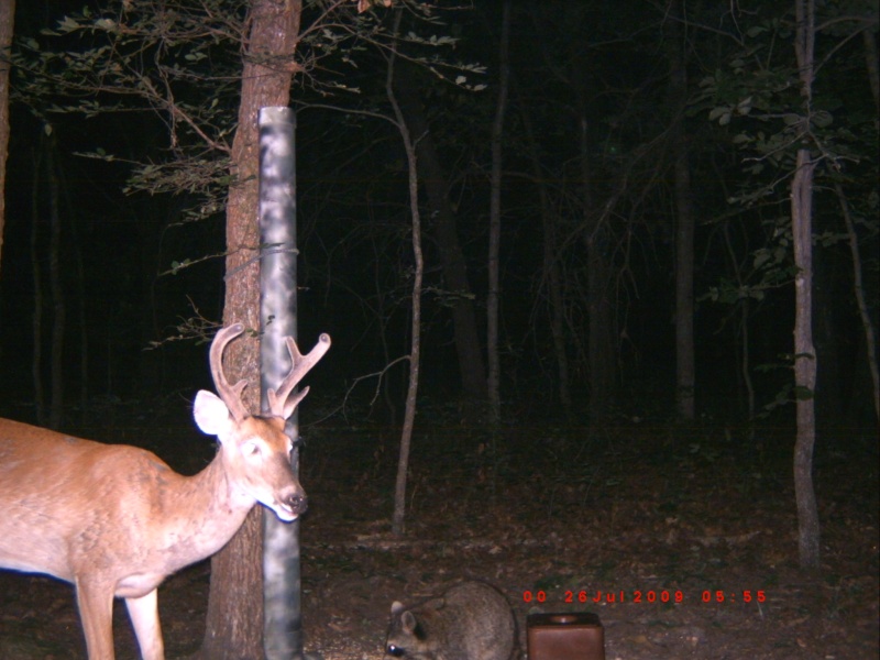 deer pics.. New_2011