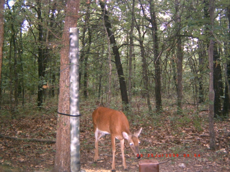 deer pics.. New_2012