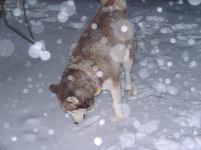 Snow day for Sierra and Jack/update with video! Img_1917