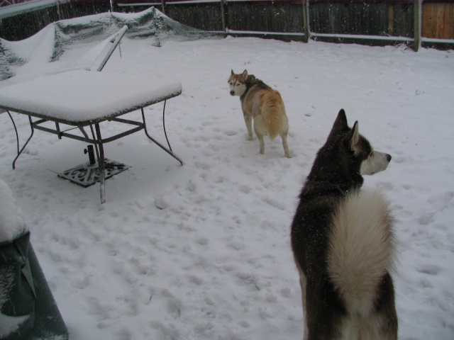 Snow day for Sierra and Jack/update with video! Img_1919