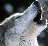 Les 5 Aspects du Thériotype Loup Wolf_o10