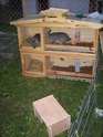 Habitation des lapins : exemples de cages, enclos ... - Page 6 Hpim5411