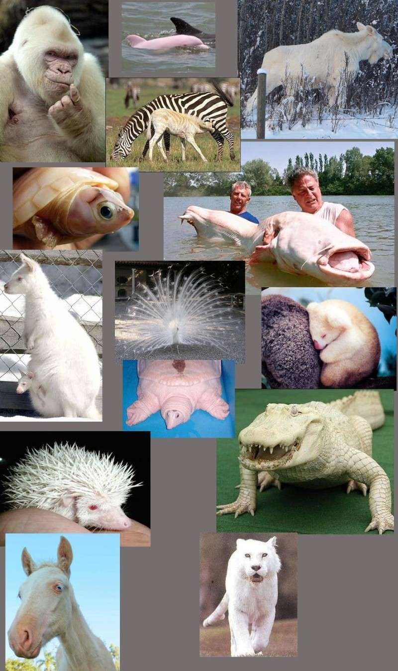 L'albinisme chez les annimaux Ren92911