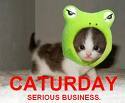today is caturday Caturd11
