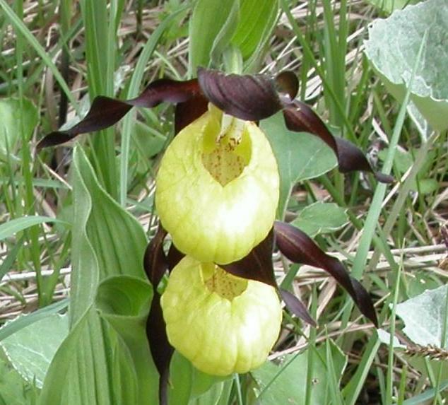 Anche in trentino è stagione di orchidee Pianel13