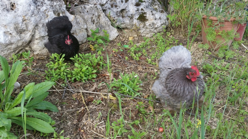 Poule en mauvaise santé  2019-012