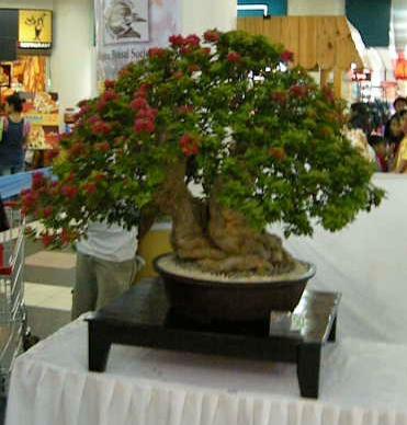 Bougainvillea 21 Jewels Bougainvillea 21 Jewels