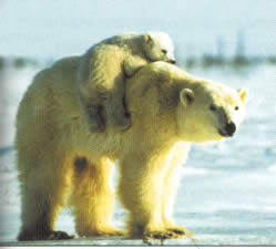 Kutup Ayılarının Buzdan Sığınakları Ayi11k10