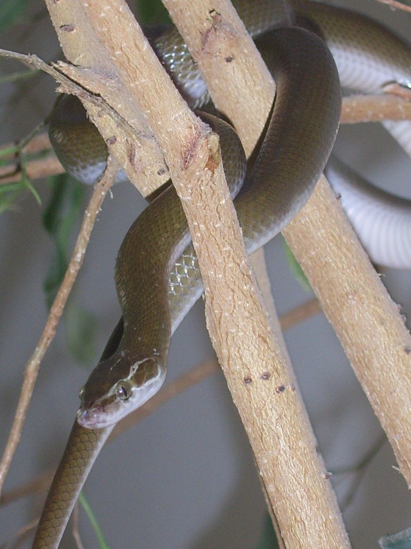 Serpent - Lamprophis fuliginosus Sv102611