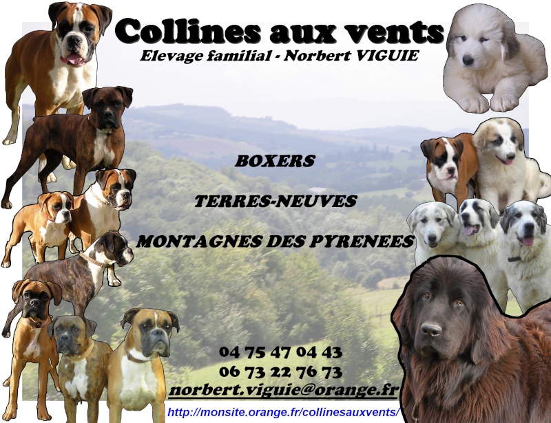 ELEVAGE DES COLLINES AUX VENTS - boxer, terre-neuve et montagne des pyrénées Collin10