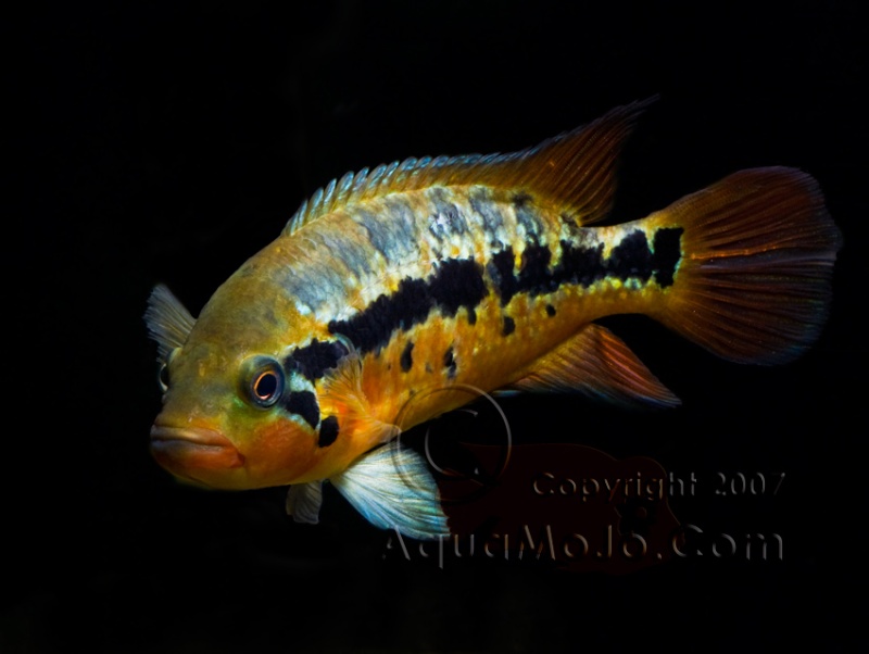 New fish (Dovii X red tiger motoguenesis) Reddy10