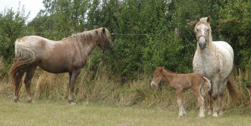 Liza et Prudence... la famille s'agrandit ! K_do_e12