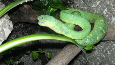 Three year old Atheris Chlorechis doe is starting to look like an adult  now. : r/snakes