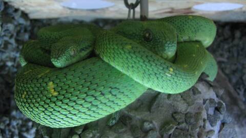 Three year old Atheris Chlorechis doe is starting to look like an adult  now. : r/snakes